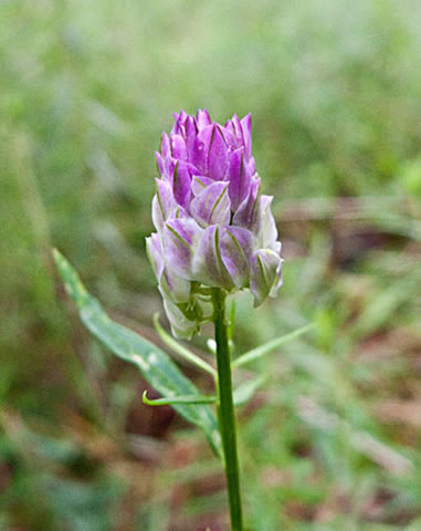 bloodmilkwort